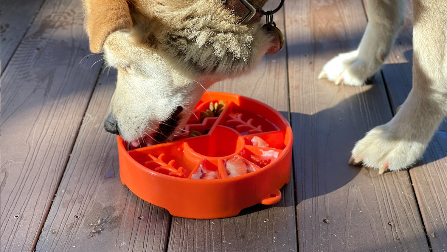 Slow feeding bowls