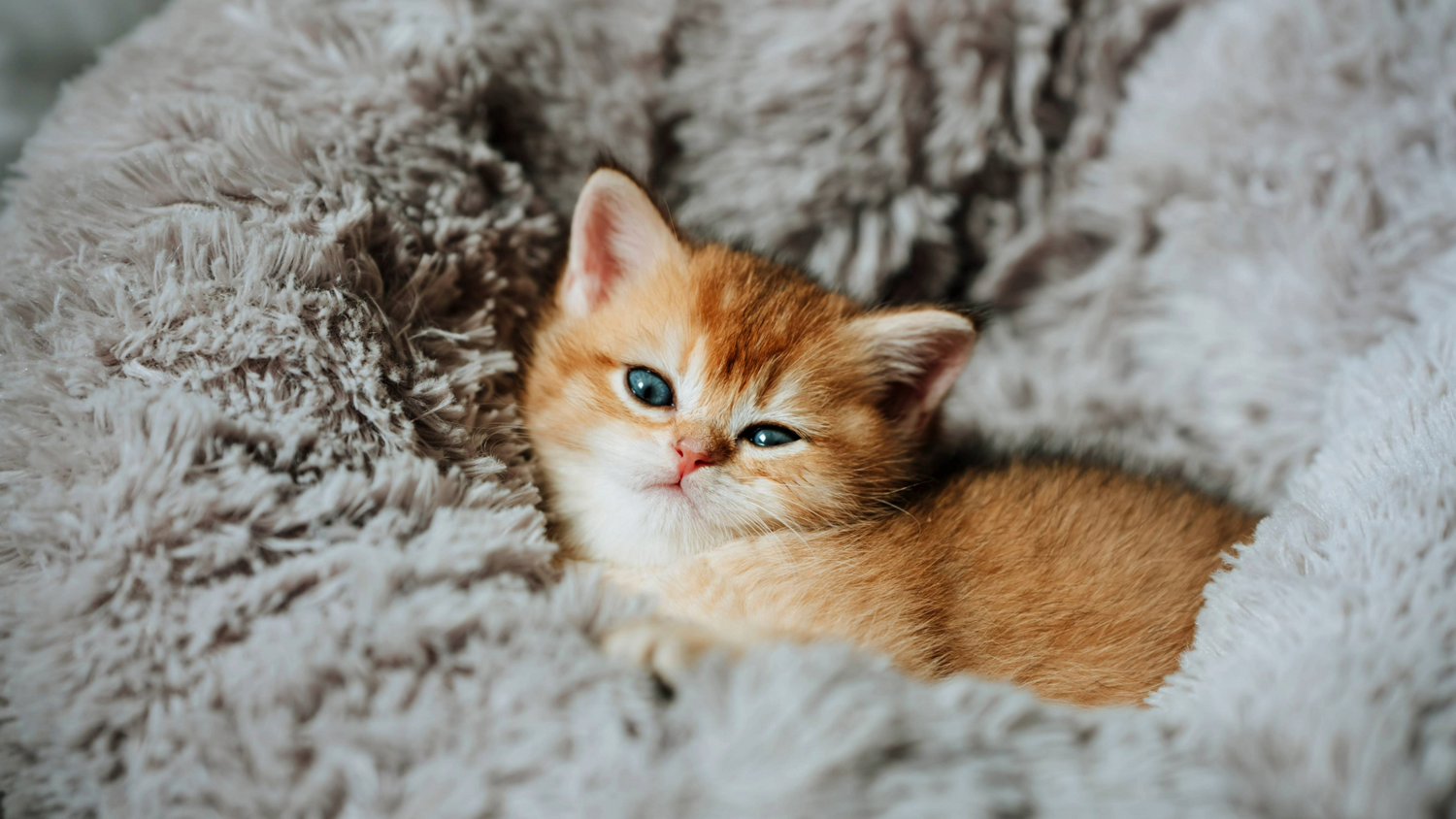 Cat beds
