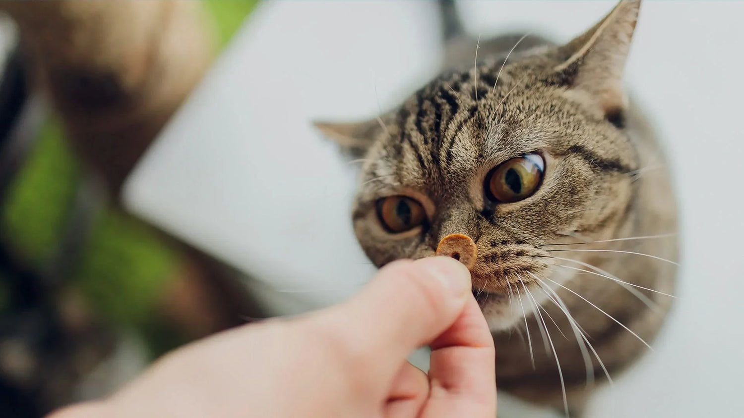 Pet treats