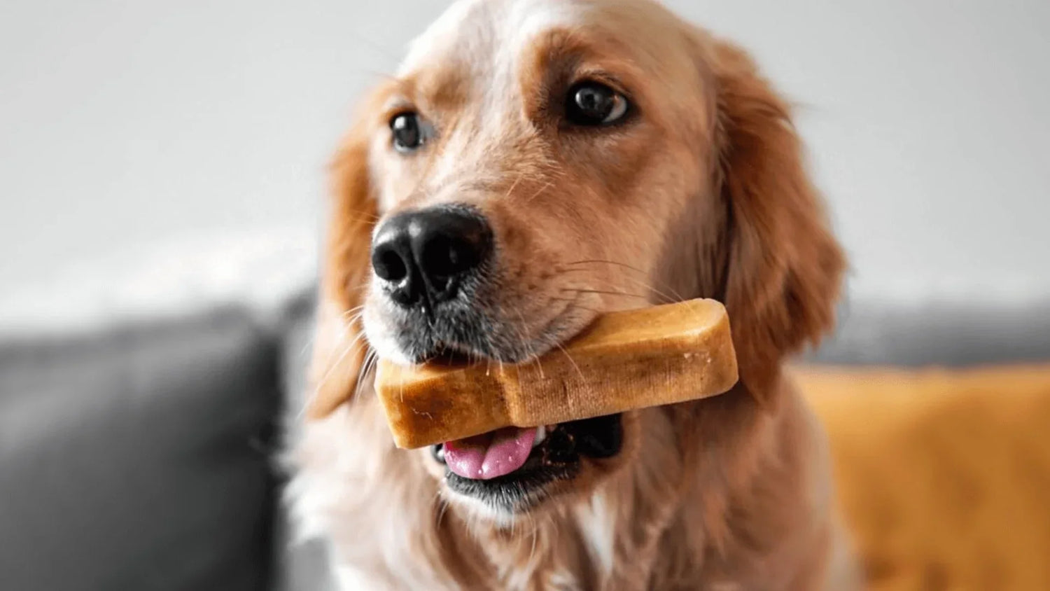 Dog Treats