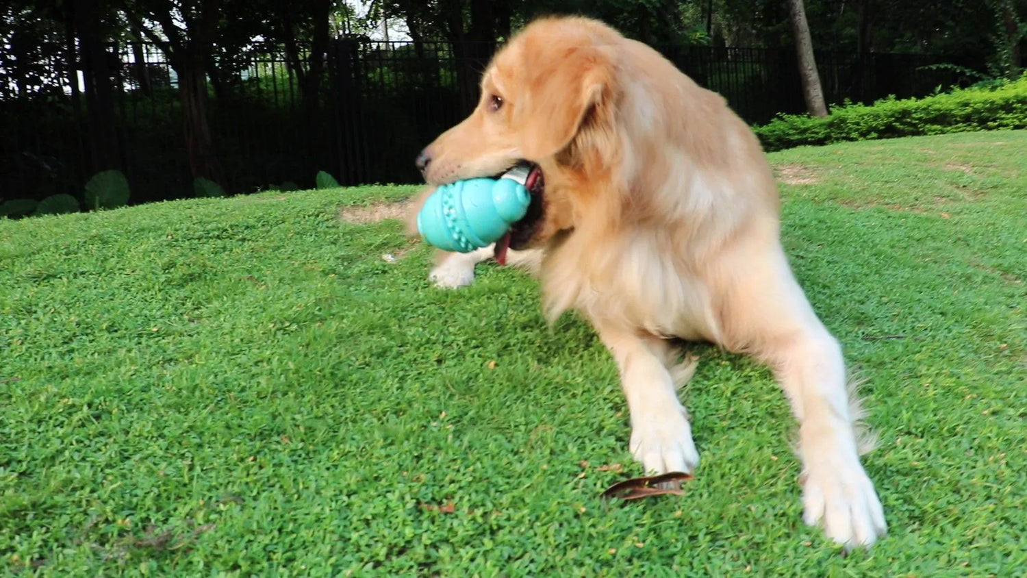 Chew toys