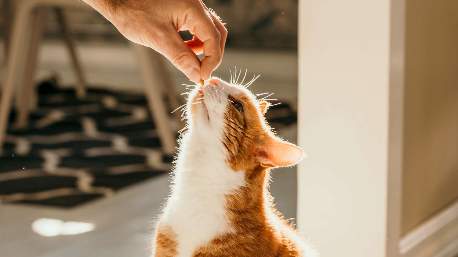 Cat treats