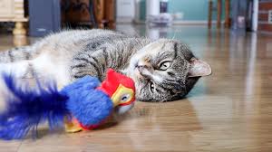 Cat toys