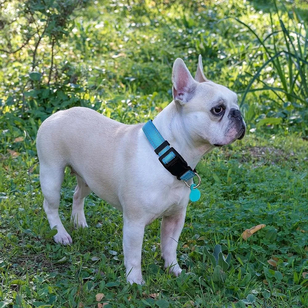 Adjustable Reflective Dog Collar Padded Neoprene Durable Nylon Small Medium Large Dogs with Bonus 5ft Leash